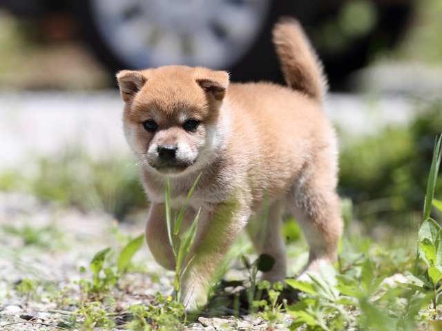 AI5I0554-puppy AI5I0554-puppy