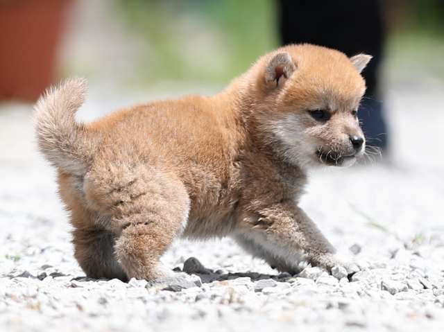 AI5I0555-puppy AI5I0555-puppy