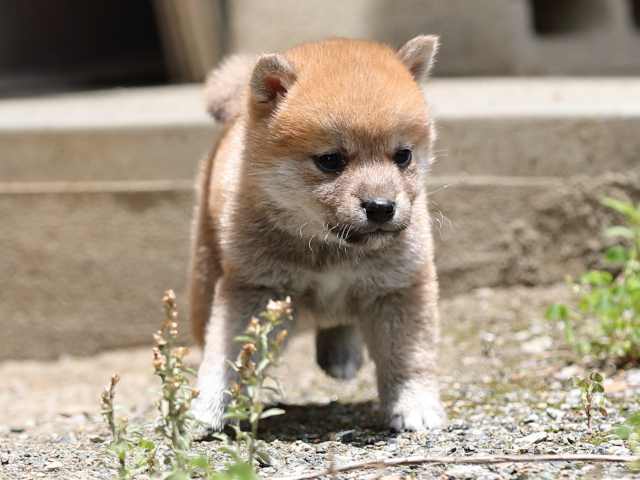 AI5I0585-puppy AI5I0585-puppy