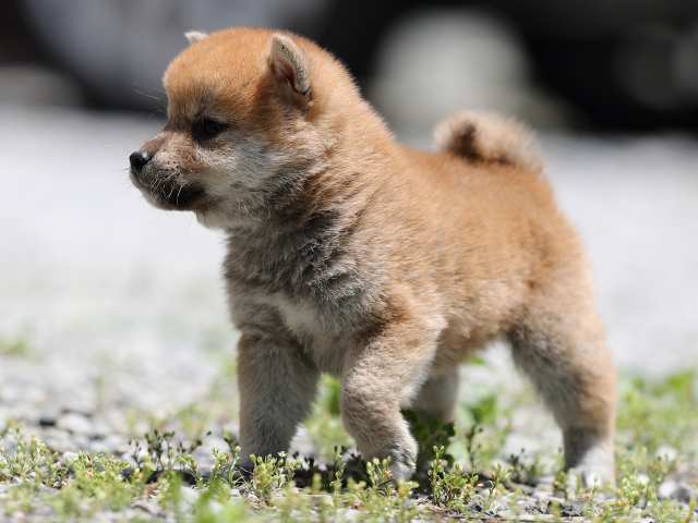 AI5I0625-puppy AI5I0625-puppy