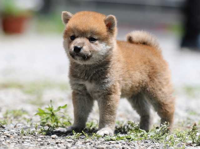 AI5I0646-puppy AI5I0646-puppy