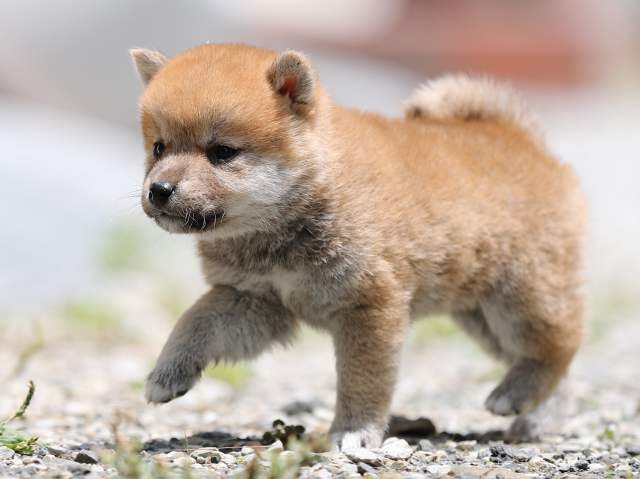 AI5I0674-puppy AI5I0674-puppy