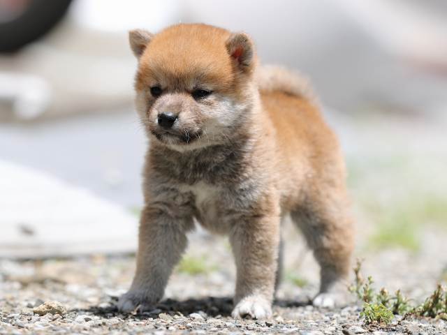 AI5I0703-puppy AI5I0703-puppy