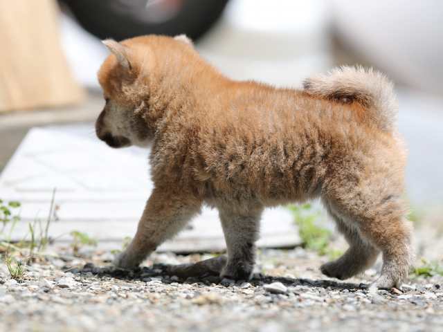 AI5I0709-puppy AI5I0709-puppy