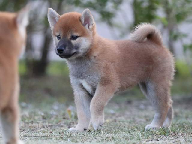 AI5I1510-puppy AI5I1510-puppy