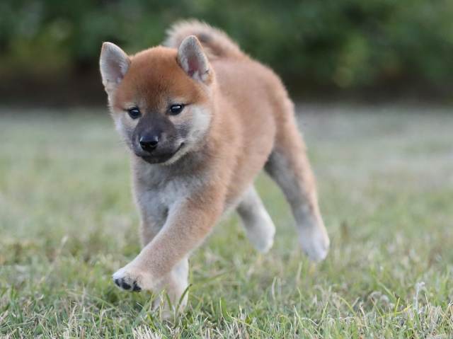 AI5I1517-puppy AI5I1517-puppy