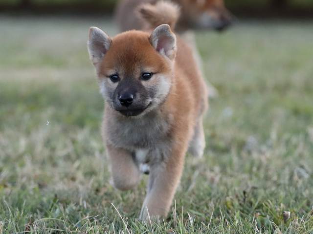 AI5I1528-puppy AI5I1528-puppy