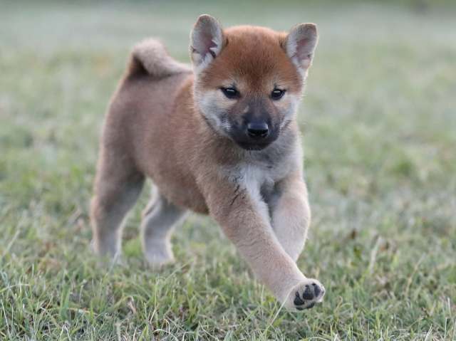 AI5I1570-puppy AI5I1570-puppy