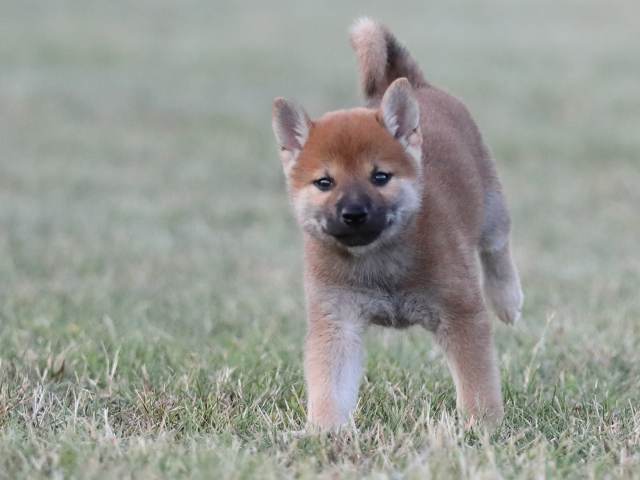 AI5I1705-puppy AI5I1705-puppy