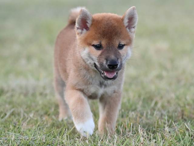 AI5I1766-puppy AI5I1766-puppy