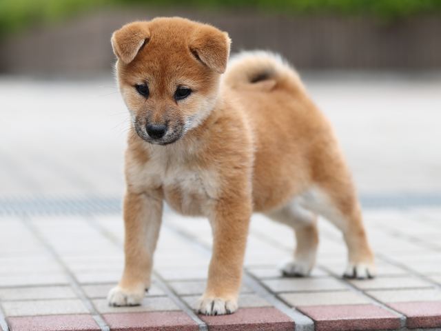 AI5I2265-puppy AI5I2265-puppy