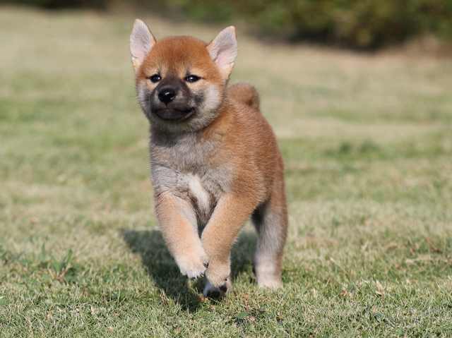 AI5I2298-puppy AI5I2298-puppy
