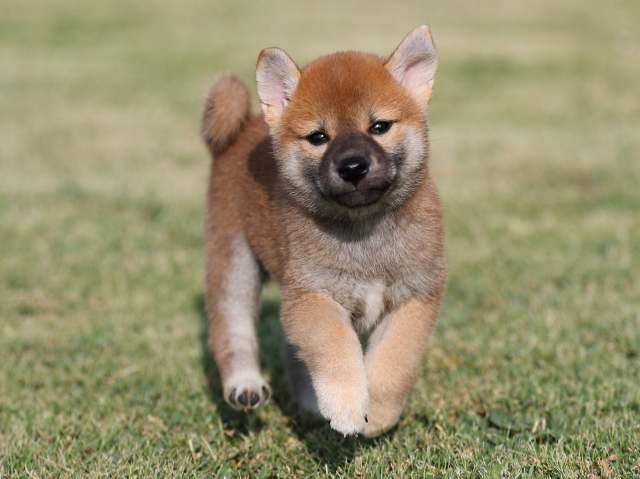 AI5I2302-puppy AI5I2302-puppy
