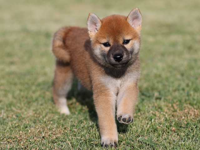 AI5I2303-puppy AI5I2303-puppy