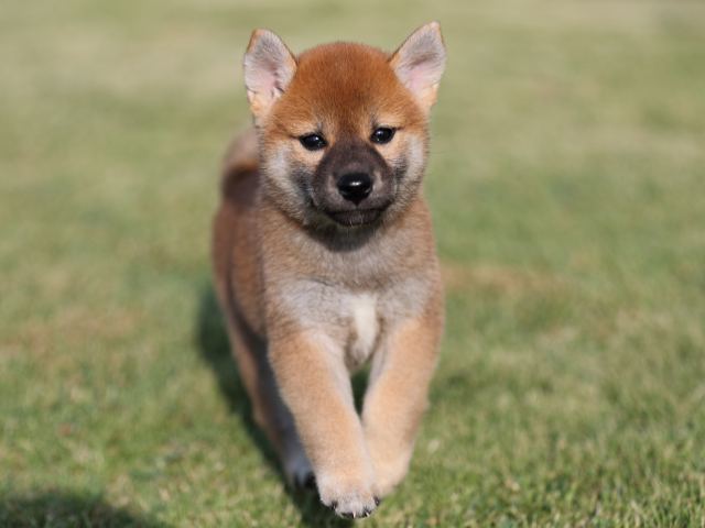 AI5I2306-puppy AI5I2306-puppy