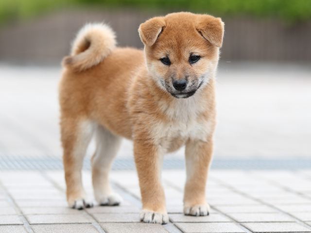 AI5I2363-puppy AI5I2363-puppy