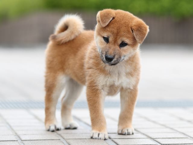 AI5I2367-puppy AI5I2367-puppy