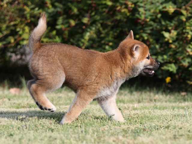 AI5I2380-puppy AI5I2380-puppy