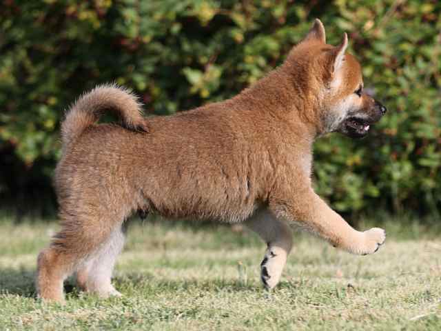 AI5I2382-puppy AI5I2382-puppy