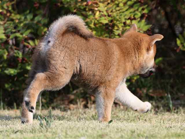 AI5I2392-puppy AI5I2392-puppy