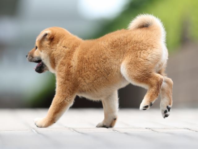 AI5I2399-puppy AI5I2399-puppy
