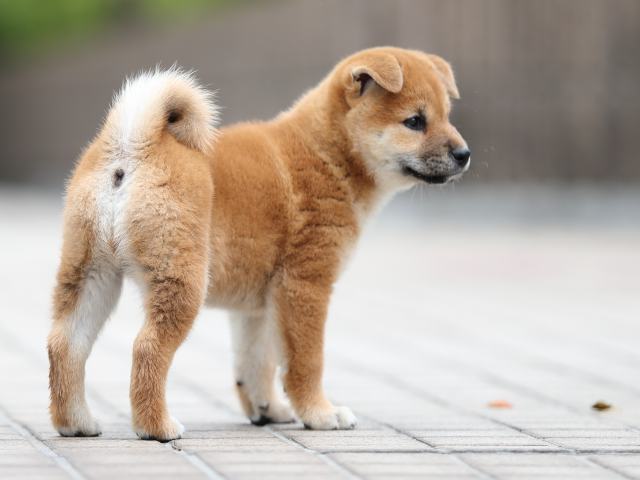 AI5I2409-puppy AI5I2409-puppy