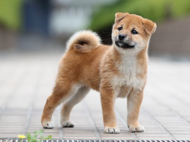 AI5I2415-puppy AI5I2415-puppy
