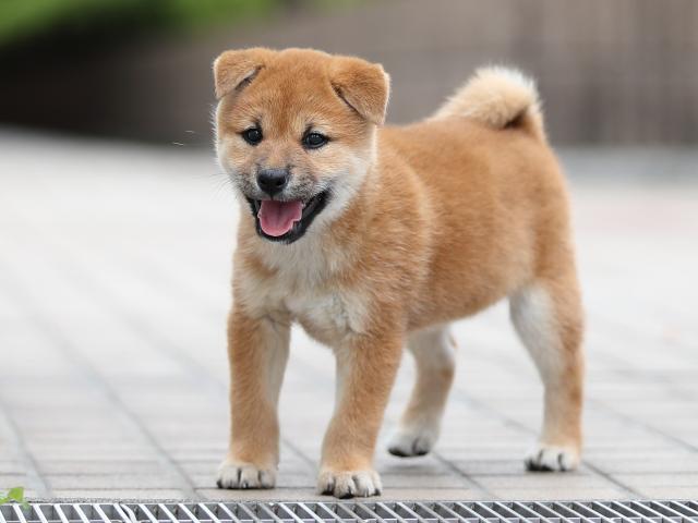 AI5I2423-puppy AI5I2423-puppy