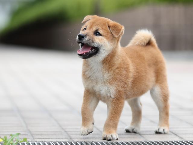AI5I2425-puppy AI5I2425-puppy