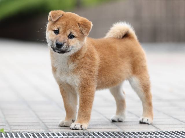 AI5I2430-puppy AI5I2430-puppy