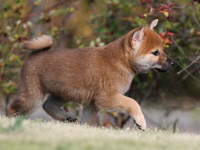 AI5I2446-puppy AI5I2446-puppy