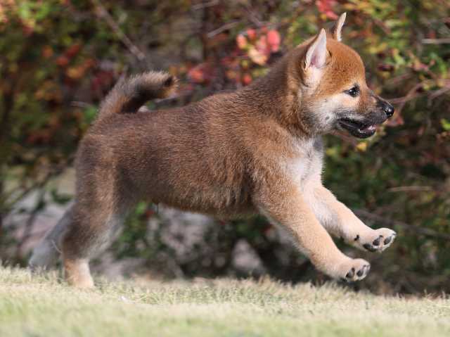 AI5I2453-puppy AI5I2453-puppy
