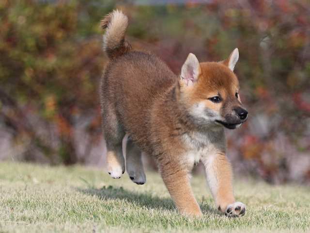 AI5I2500-puppy AI5I2500-puppy
