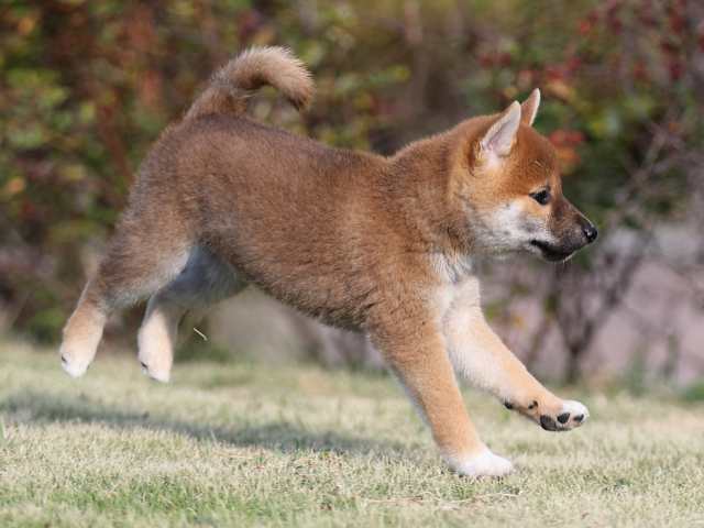 AI5I2509-puppy AI5I2509-puppy