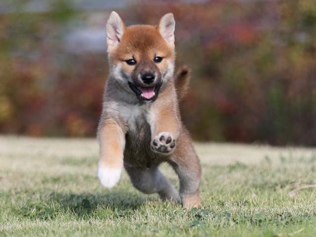 AI5I2539-puppy AI5I2539-puppy