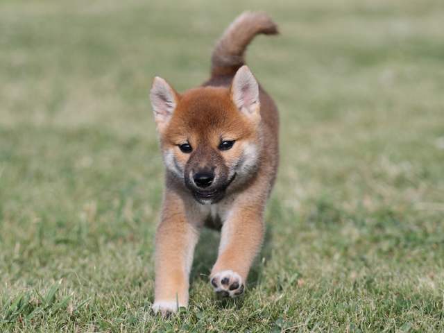 AI5I2556-puppy AI5I2556-puppy