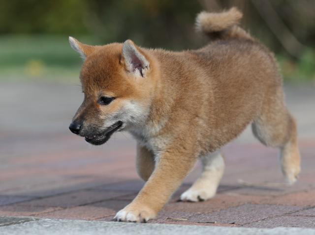 AI5I2579-puppy AI5I2579-puppy