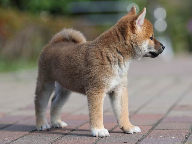 AI5I2612-puppy AI5I2612-puppy