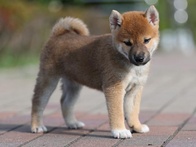 AI5I2615-puppy AI5I2615-puppy
