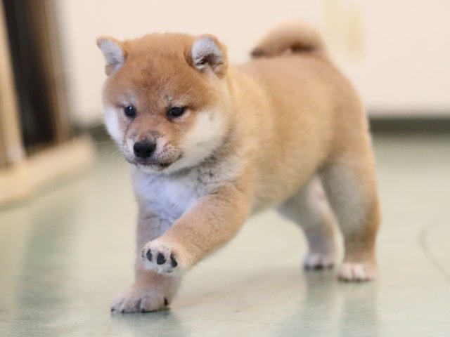 AI5I2690-puppy AI5I2690-puppy