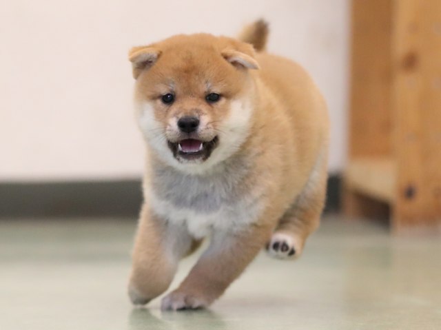 AI5I2711-puppy AI5I2711-puppy