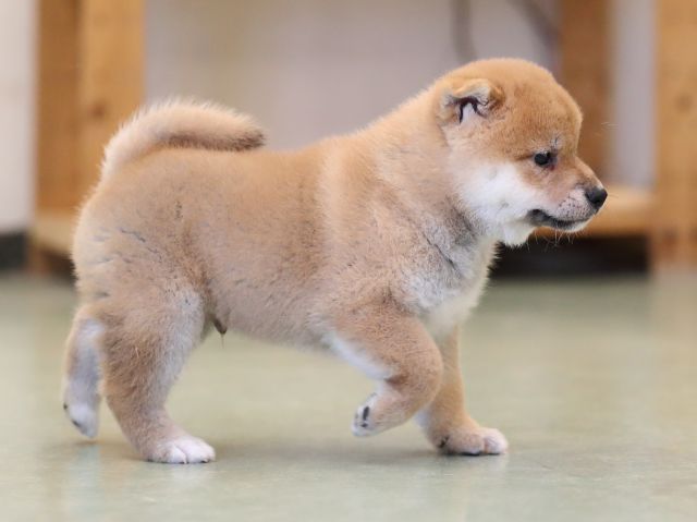 AI5I2738-puppy AI5I2738-puppy