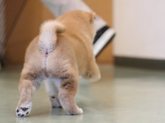 AI5I2746-puppy AI5I2746-puppy
