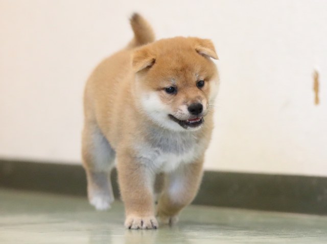 AI5I2808-puppy AI5I2808-puppy