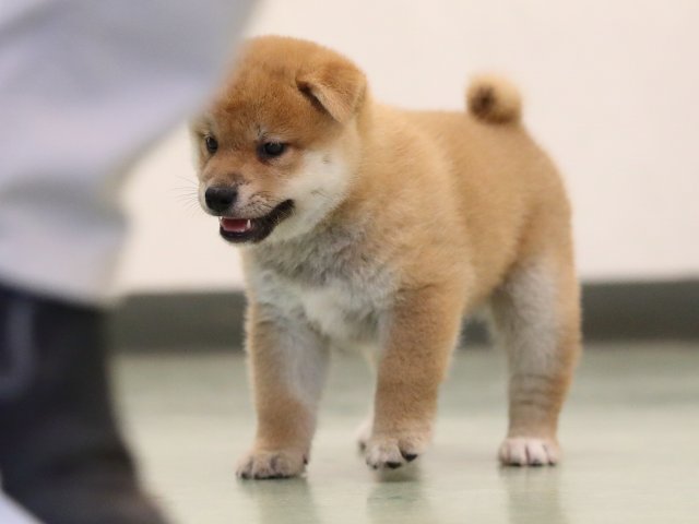 AI5I2847-puppy AI5I2847-puppy