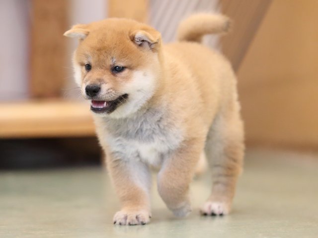 AI5I2869-puppy AI5I2869-puppy