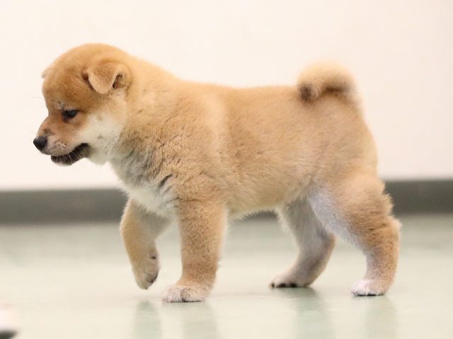 AI5I2878-puppy AI5I2878-puppy