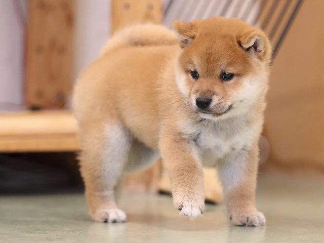 AI5I2920-puppy AI5I2920-puppy