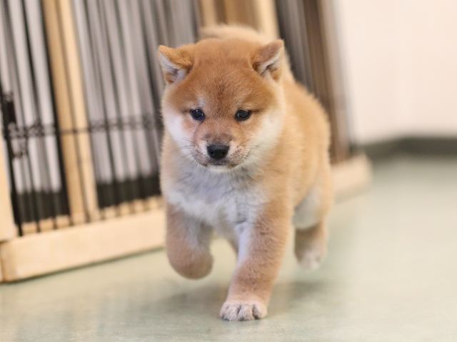 AI5I2934-puppy AI5I2934-puppy