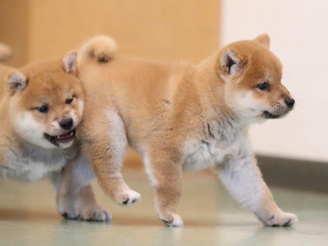 AI5I2956-puppy AI5I2956-puppy
